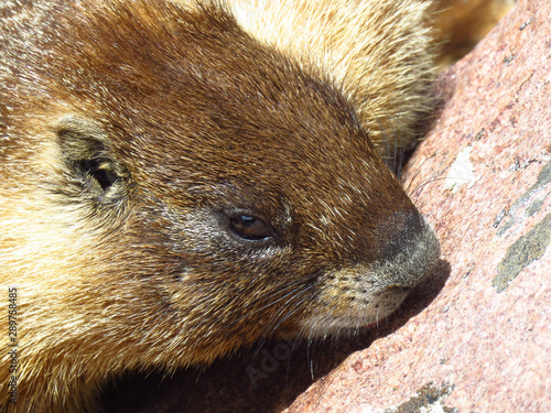 Marmot