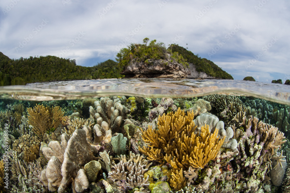 An incredible array of corals thrive in shallow water amid the remote, tropical islands of Raja Ampat, Indonesia. This equatorial region is possibly the center for marine biodiversity. An incredible array of corals thrive in shallow water amid the remote, tropical islands of Raja Ampat, Indonesia. This equatorial region is possibly the center for marine biodiversity.