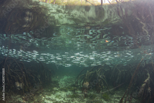 A school of silversides swims through a blue water mangrove forest in Raja Ampat, Indonesia. This type of habitat is often used as a nursery for fish and marine invertebrates.