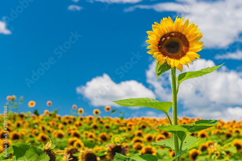Sunflowers in the field 