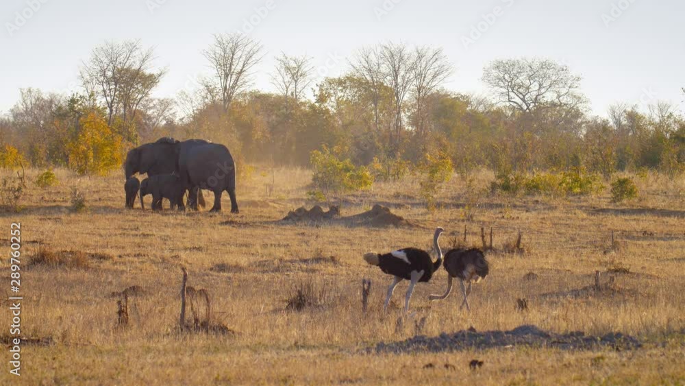 Ostrich and Elephants Walking in the wild, Hwange National Park Zimbabwe Ostrich and Elephants Walking in the wild, Hwange National Park Zimbabwe