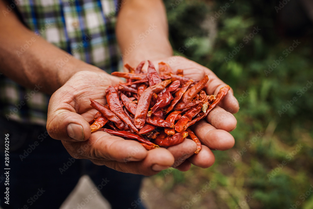 Φωτογραφία Chile Guajillo, mexican dried chili pepper, Assortment of chili peppers in farme