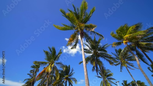 Wallpaper Mural Palm trees on a blue sky ith white puffy cloud Torontodigital.ca