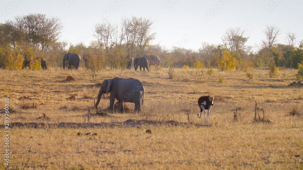 Ostrich and Elephants Walking in the wild, Hwange National Park Zimbabwe Ostrich and Elephants Walking in the wild, Hwange National Park Zimbabwe
