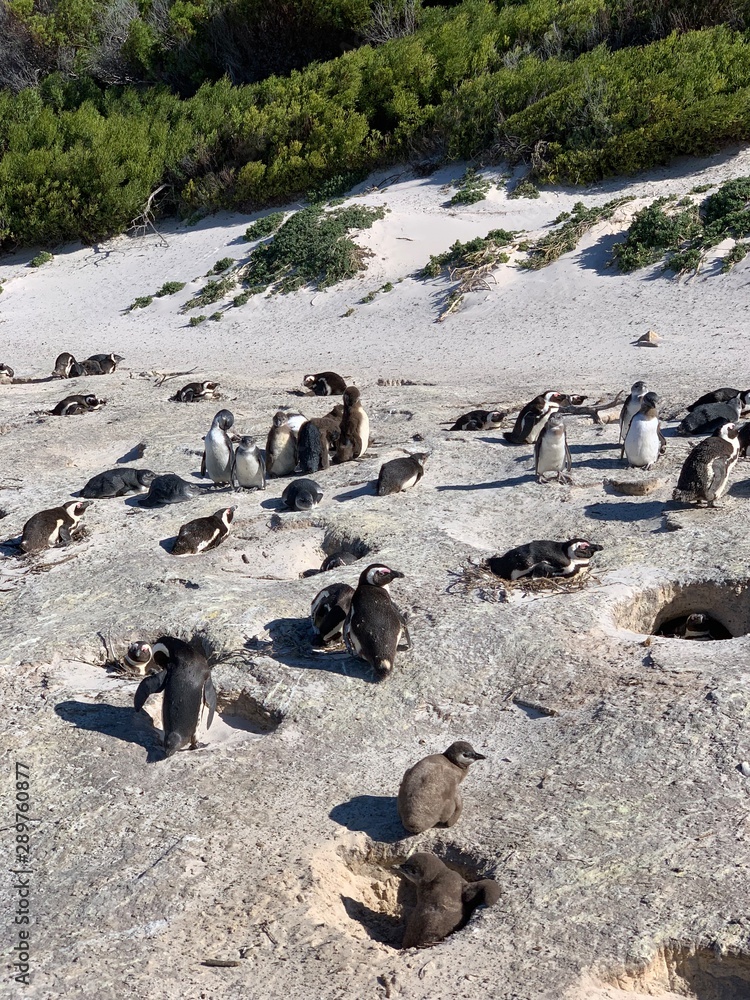 Obraz premium Penguins