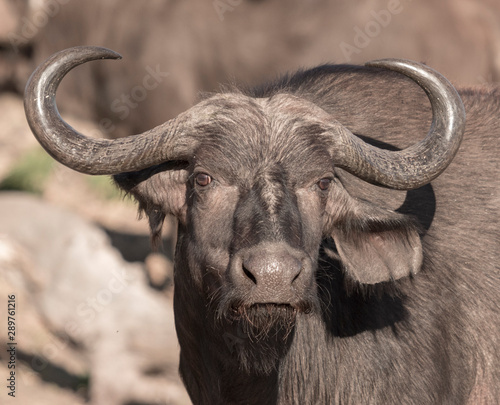 A single cape buffalo looks at the photographer in Botswana