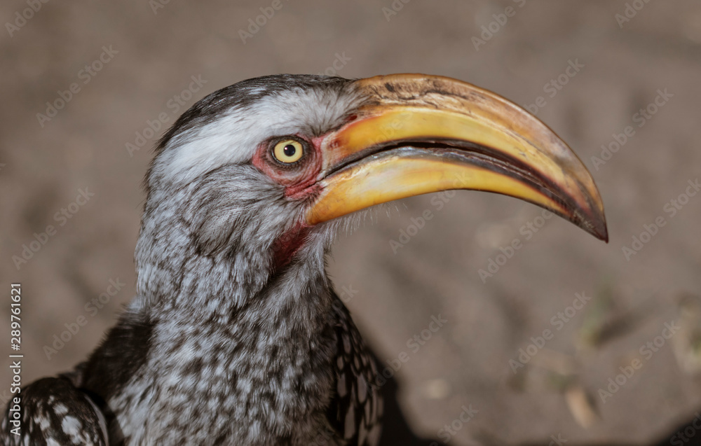 Close-up of head of a Yellow Billed Hornbill in Namibia