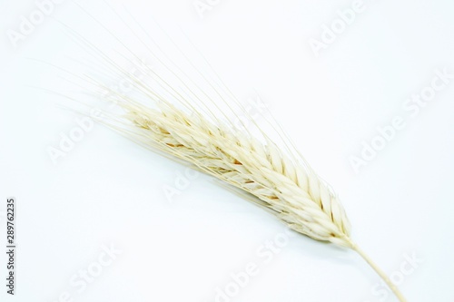 Rye spike located on a white background