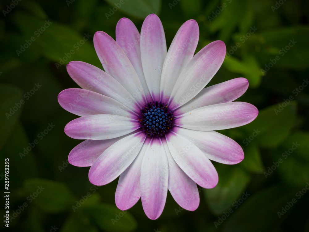 Obraz premium Dimorphoteca ecklonis in the garden