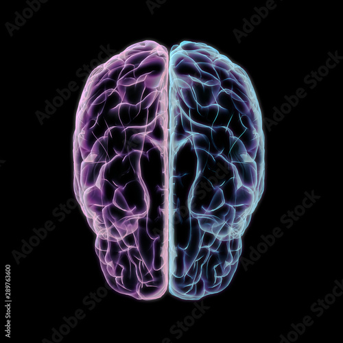 Human Cerebrum Left and Right Hemispheres Top View