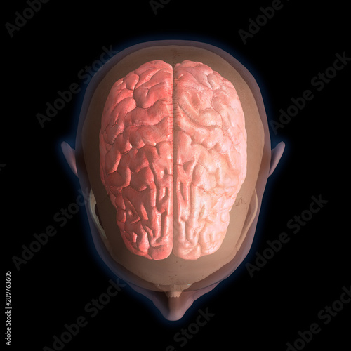 Top View of Human Head and Brain on Black