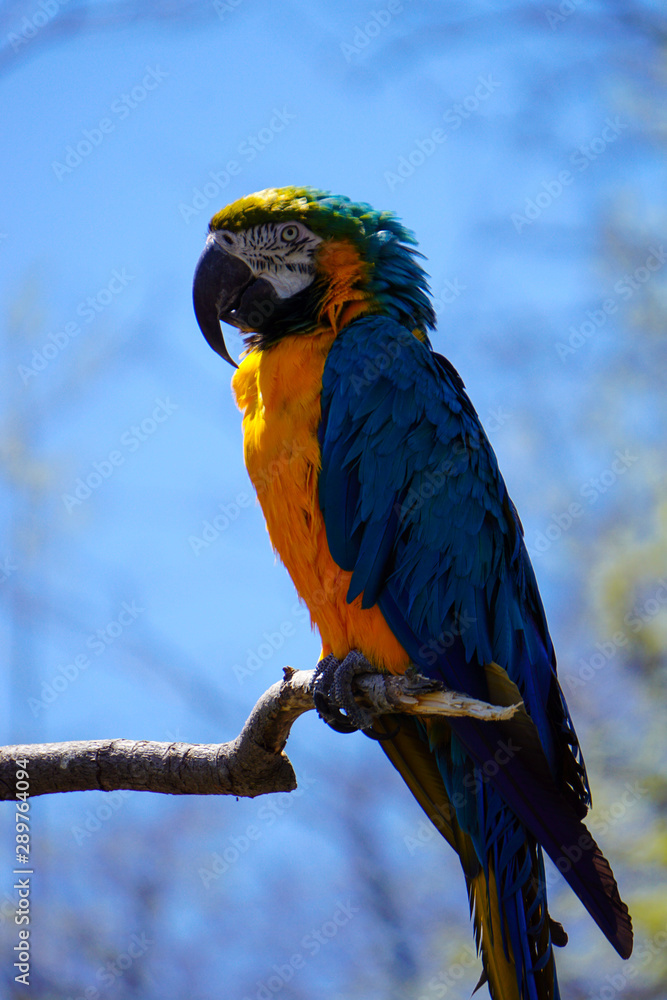 Obraz premium colorful macaw parrot