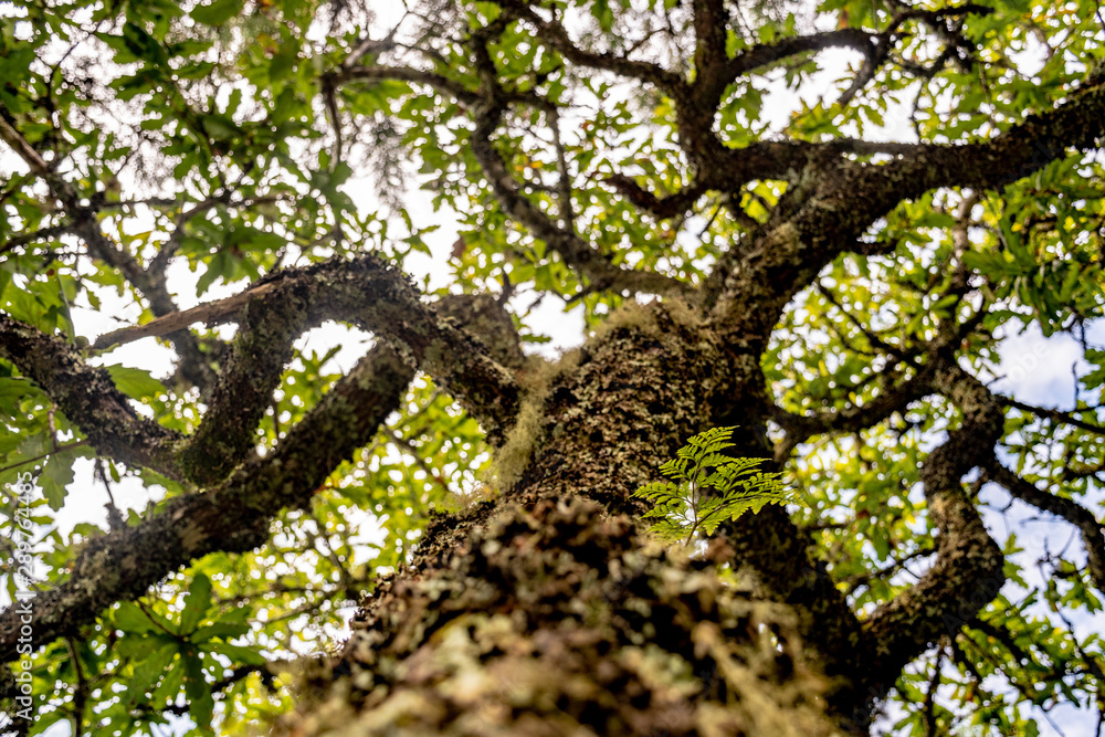 Fototapeta premium tree trunk with branches