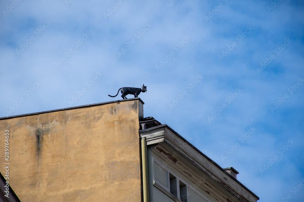 cat over roof