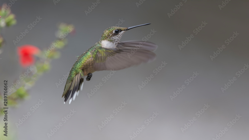 Fototapeta premium Lazy Morning