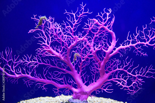 seahorse on the coral in aquarium