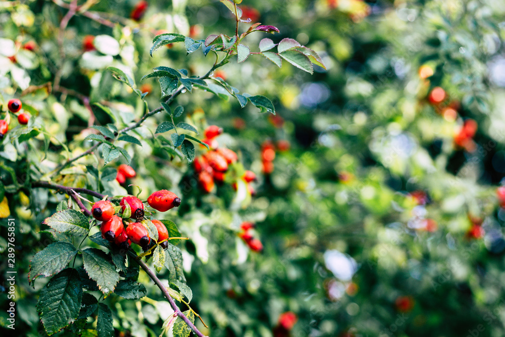 red berries of viburnum on a branch