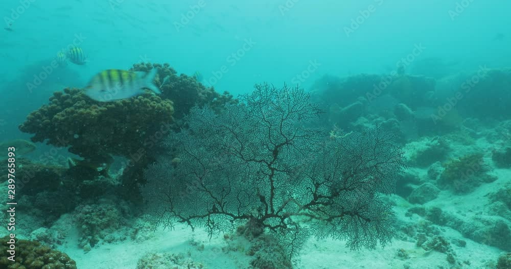 Coral reef scenics from the sea of cortez, Mexico. Coral reef scenics from the sea of cortez, Mexico.