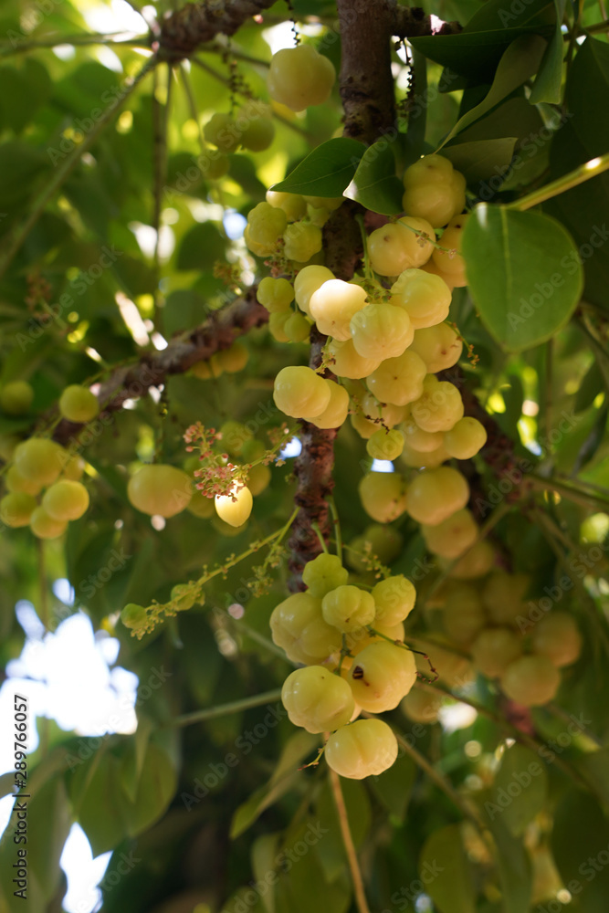star gooseberry (Scientific name: Phyllanthus acidus) when pale green When turning to yellow or fawn There are both sour and sweet varieties. star gooseberry (Scientific name: Phyllanthus acidus) when pale green When turning to yellow or fawn There are both sour and sweet varieties.