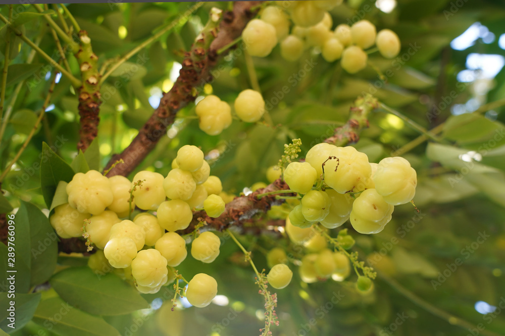 star gooseberry (Scientific name: Phyllanthus acidus) when pale green When turning to yellow or fawn There are both sour and sweet varieties. star gooseberry (Scientific name: Phyllanthus acidus) when pale green When turning to yellow or fawn There are both sour and sweet varieties.