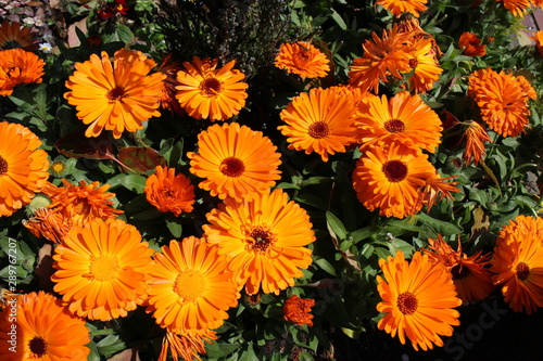屋上庭園の花