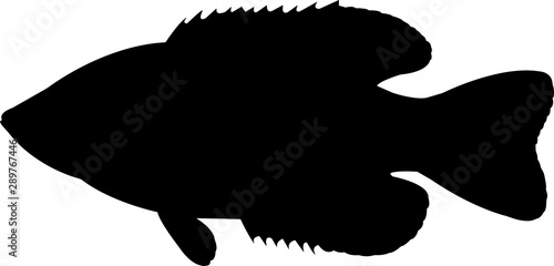 Rock Bass Fish Silhouette Vector