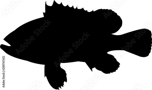 Warsaw Grouper Fish Silhouette Vector