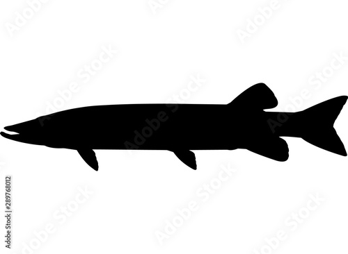 Muskellunge Fish Silhouette Vector