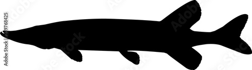 Chain Pickerel Fish Silhouette Vector