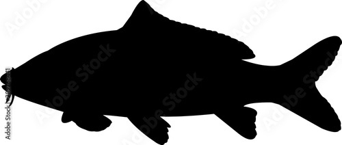 Common Carp Fish Silhouette Vector