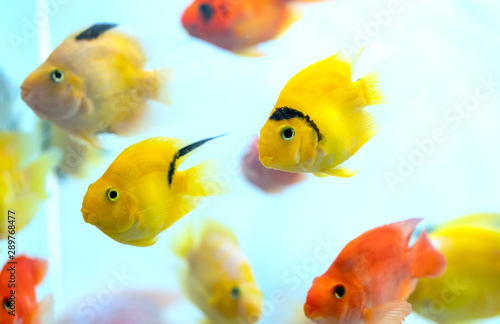 Colorful blood parrot cichlid fish in the aquarium. This is a species of ornamental fish used to decorate in the house