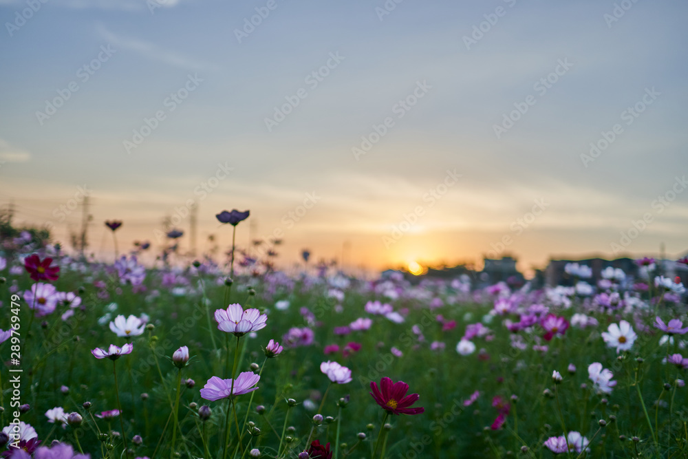 A cosmos field in the late afternoon at Jechun, South Korea.