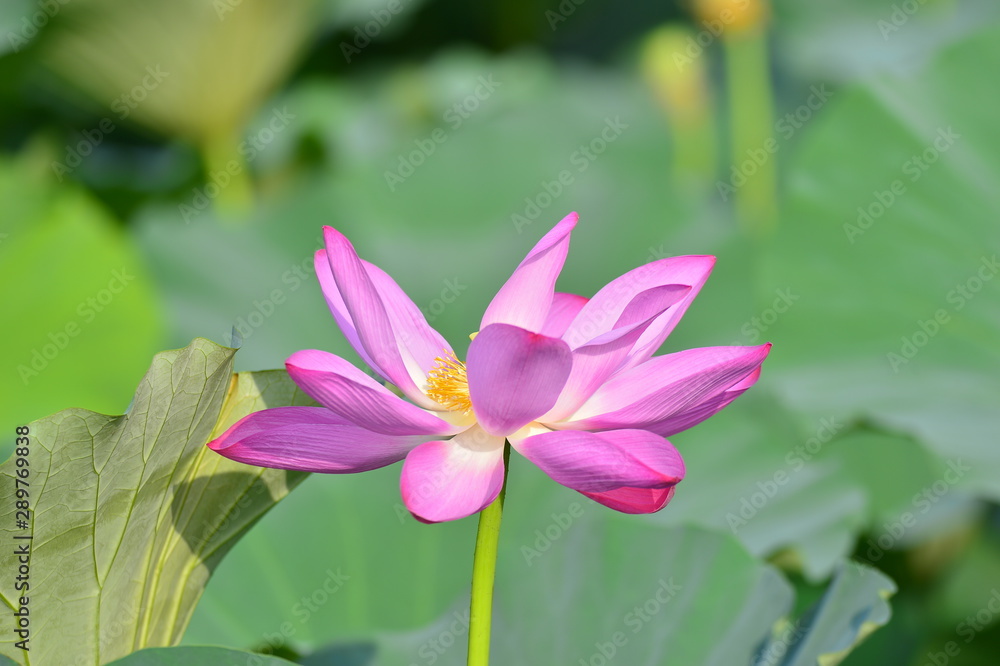 Blooming lotus flowers in the park Blooming lotus flowers in the park