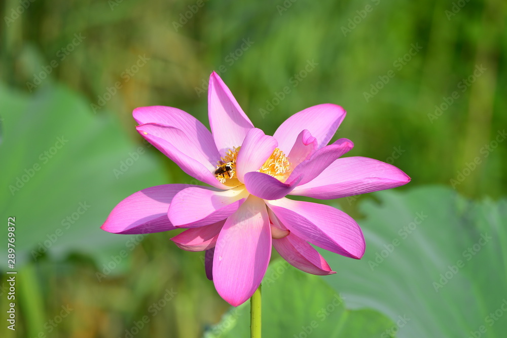 Blooming lotus flowers in the park Blooming lotus flowers in the park