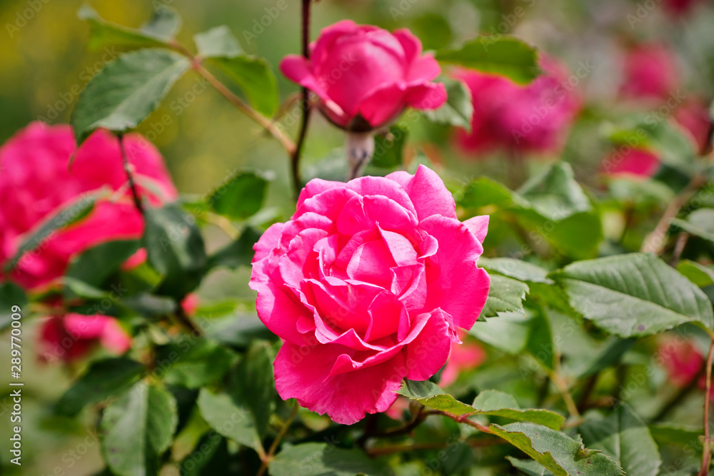 Pink Garden Roses blooming in spring