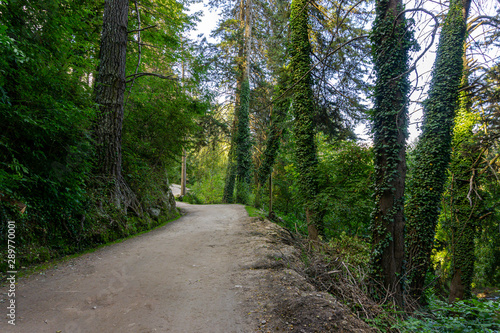 Scene view of a path in the green forest in La Cumbrecita, Cordoba, Argentina