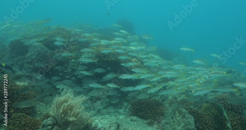 Wallpaper Mural Coral reef scenics from the sea of cortez, Mexico. Torontodigital.ca