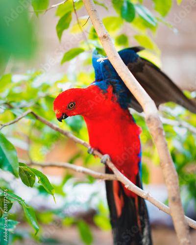 parrot
