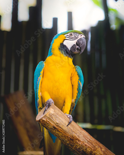 parrot