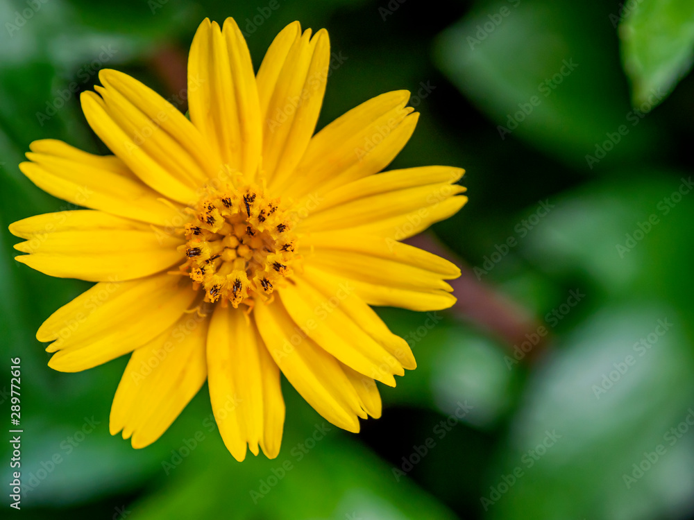 yellow flower Green background (Gold flower buttons) yellow flower Green background (Gold flower buttons)