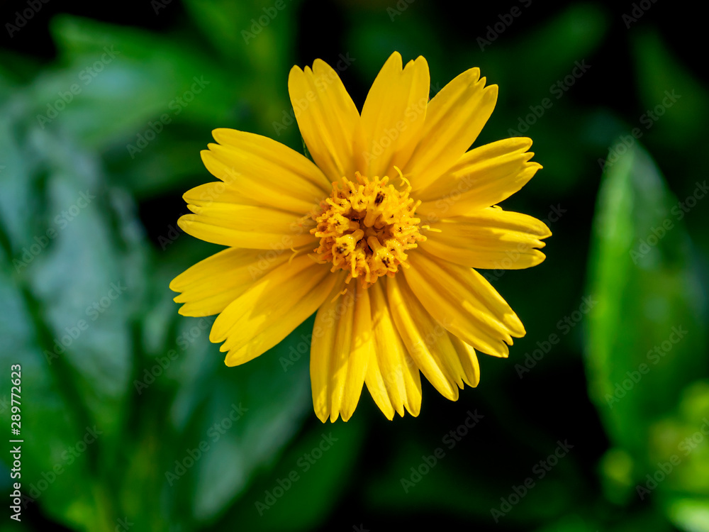yellow flower Green background (Gold flower buttons) yellow flower Green background (Gold flower buttons)