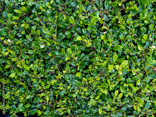 Green tree background, Khoi tree