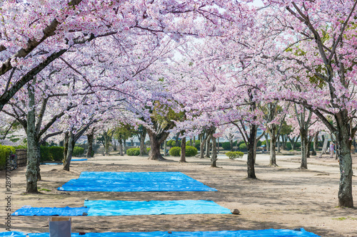  Cherry blossom  or  Sakura  an important flower for japanese people