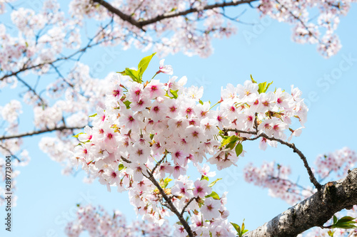 "Cherry blossom" or "Sakura" an important flower for japanese people