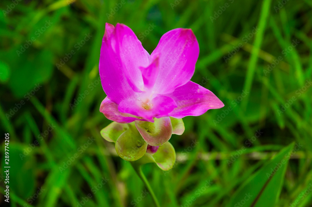 Curcuma sessilis , Familia: Zingiberaceae at Pa Hin Ngam National park,Chaiyaphum,Thailand. Petals and root can cooking for many food. Curcuma sessilis , Familia: Zingiberaceae at Pa Hin Ngam National park,Chaiyaphum,Thailand. Petals and root can cooking for many food.