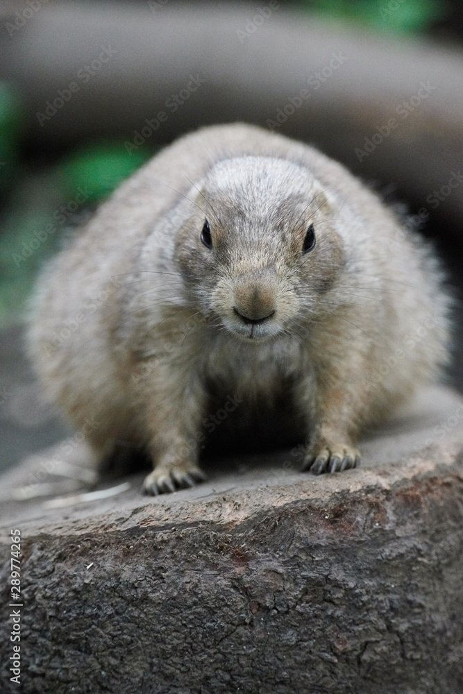 Naklejka premium プレーリードッグ