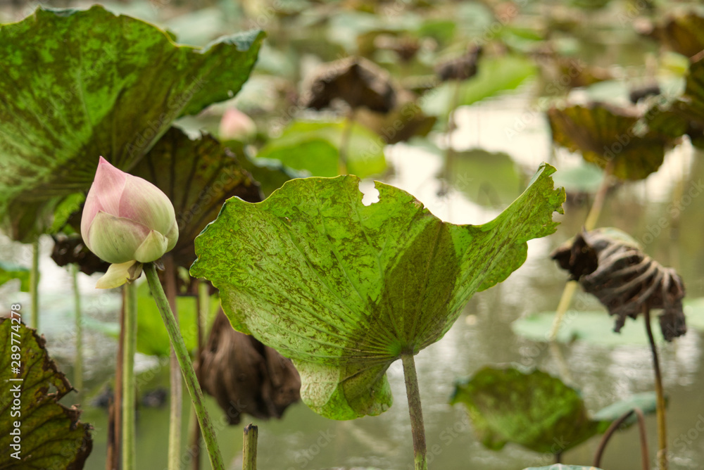 Pink lotus and lily pads above water