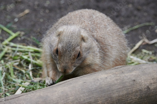 Wallpaper Mural プレーリードッグ Torontodigital.ca