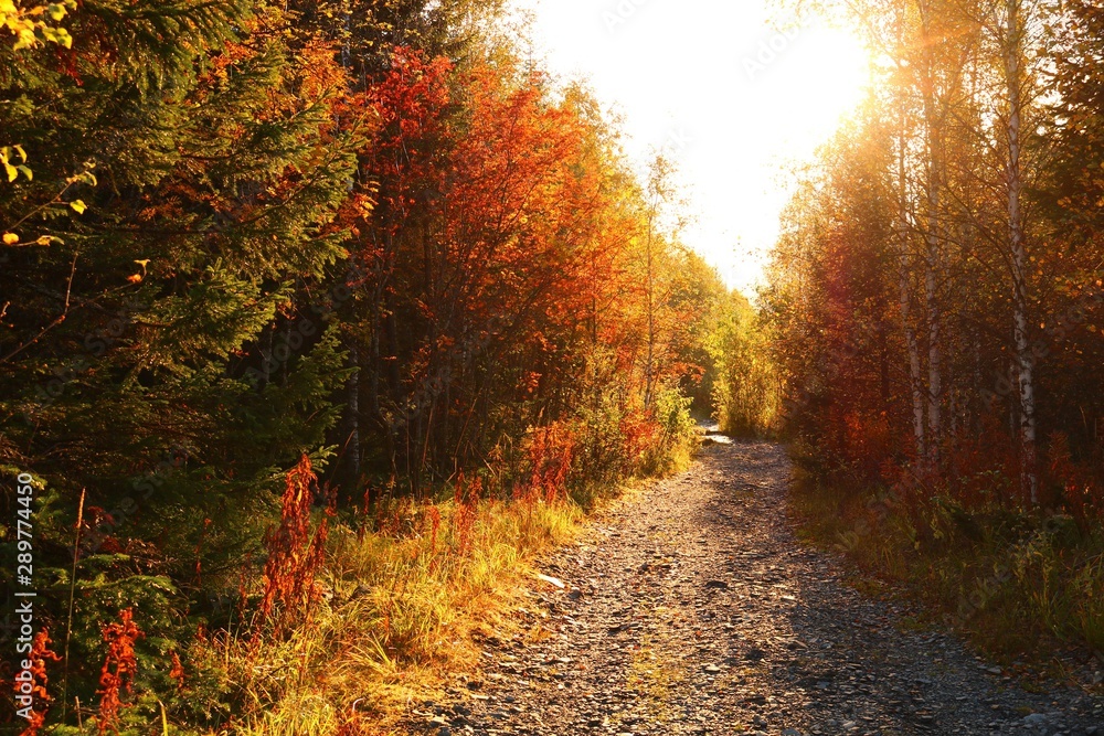 Fototapeta premium autumn in the forest