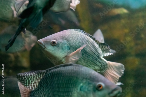 Aquarium fish on the background of artificial rocks and vegetation.